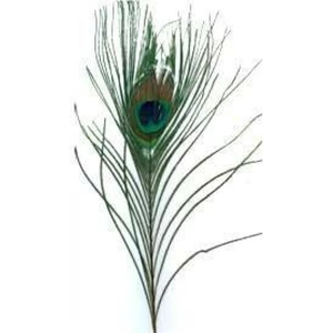 Minerva Crafts Peacock Feathers Turquoise